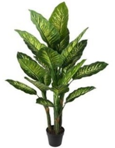 PLANTA DIEFENBACHIA VERDE 150CM