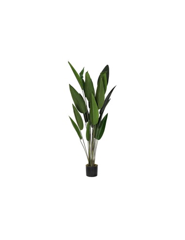 PLANTA AVE DEL PARAISO 160cm