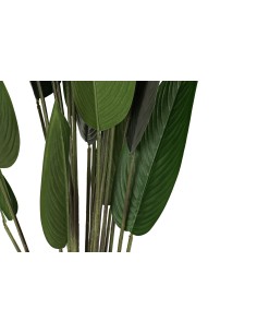 PLANTA AVE DEL PARAISO 160cm 2