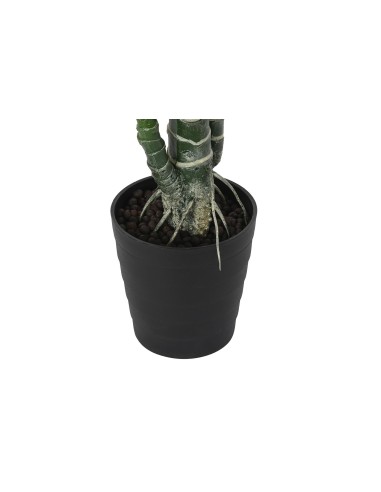 PLANTA HIEDRA PARLOUR VERDE