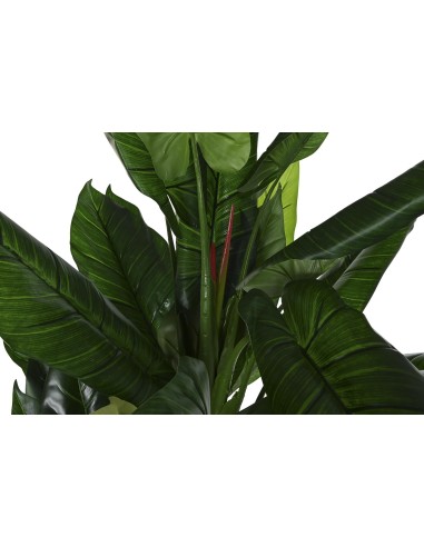 PLANTA HIEDRA PARLOUR VERDE