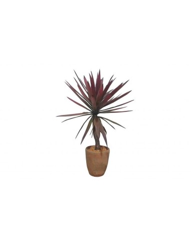 Planta yuca roja de 74cm