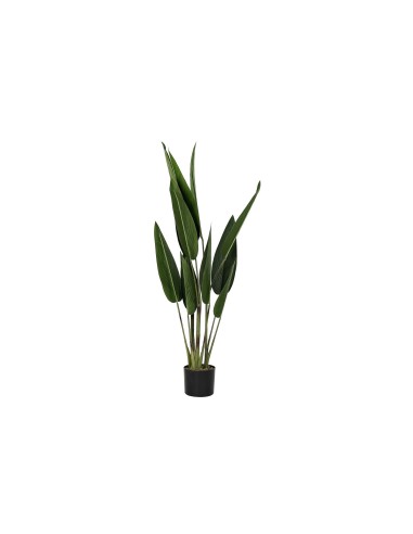 PLANTA AVE DEL PARAISO 115CM