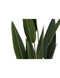 PLANTA AVE DEL PARAISO 115CM 2