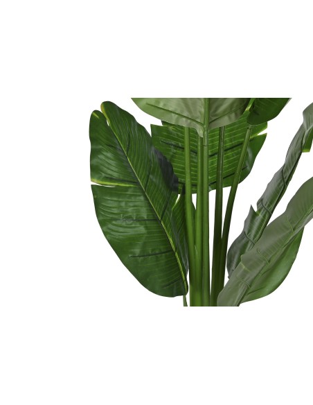 PLANTA PE 60X60X180 ARBOL DEL VIAJERO VERDE