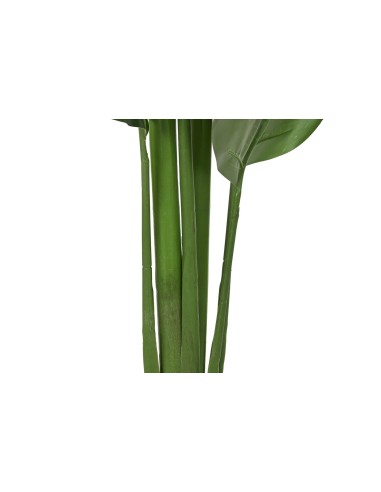 PLANTA PE 60X60X180 ARBOL DEL VIAJERO VERDE