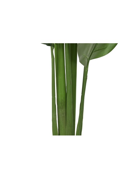 PLANTA PE 60X60X180 ARBOL DEL VIAJERO VERDE