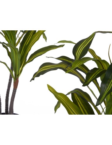 PLANTA DE HOJA ANCHA 90CM