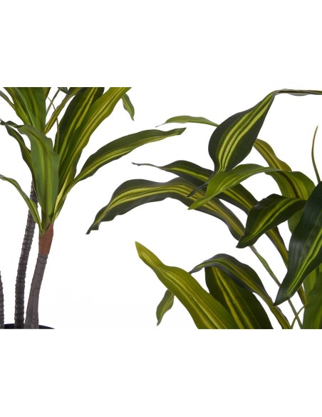 PLANTA DE HOJA ANCHA 90CM