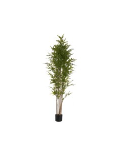 Planta maceta bambú 2