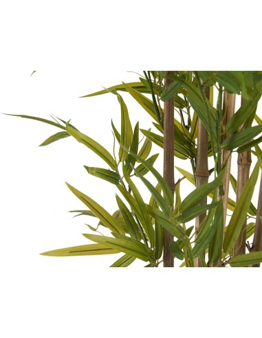 Planta maceta bambú