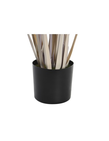 Planta junco gris