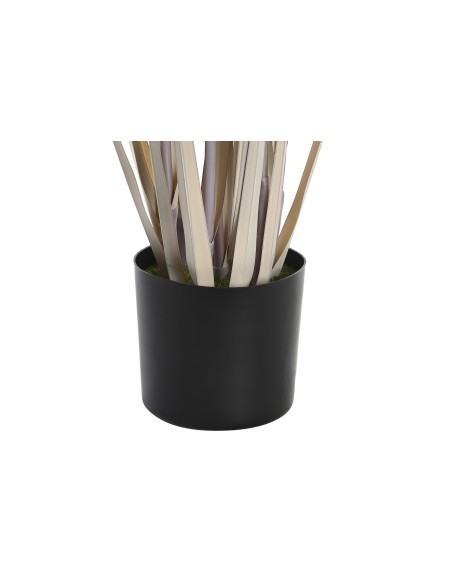 Planta junco gris