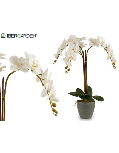 Orquidea blanca maceta