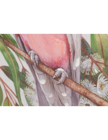 Cuadro lienzo cacatua 50*70