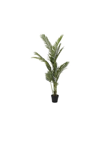 Planta palmera areca verde 160cm