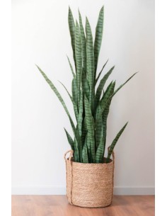 Planta artificial sansevieria verde 2