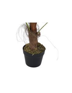 Planta palmera verde 2