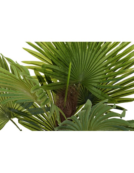Planta palmera verde