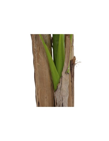 Planta poliéster palmera bananera verde