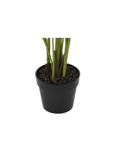 Planta areca verde 2