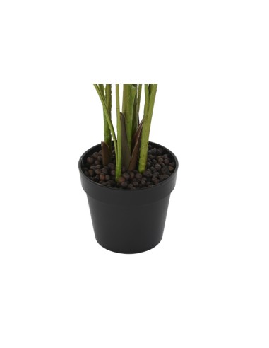 Planta areca verde