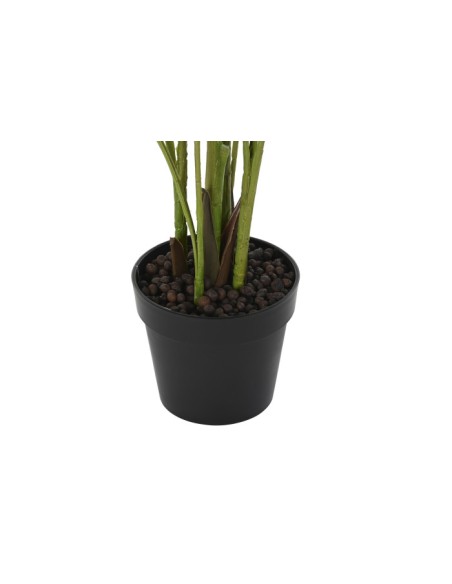 Planta areca verde