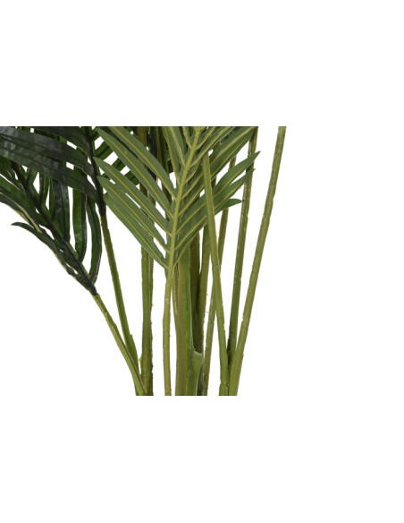 Planta areca verde