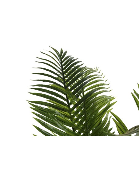 Planta areca verde