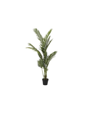 Planta areca verde