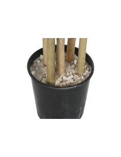 Árbol bambú verde 2
