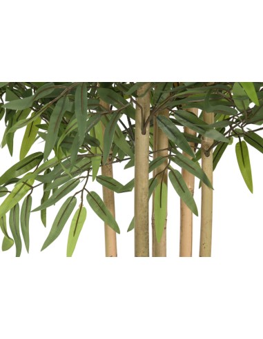 Árbol bambú verde