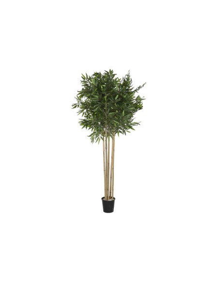 Árbol bambú verde Árbol bambú verde
