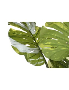 Planta monstera verde 2