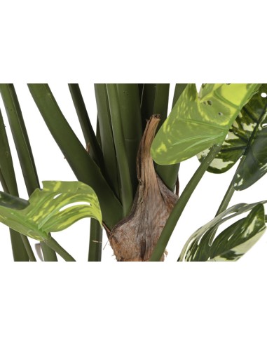 Planta monstera verde