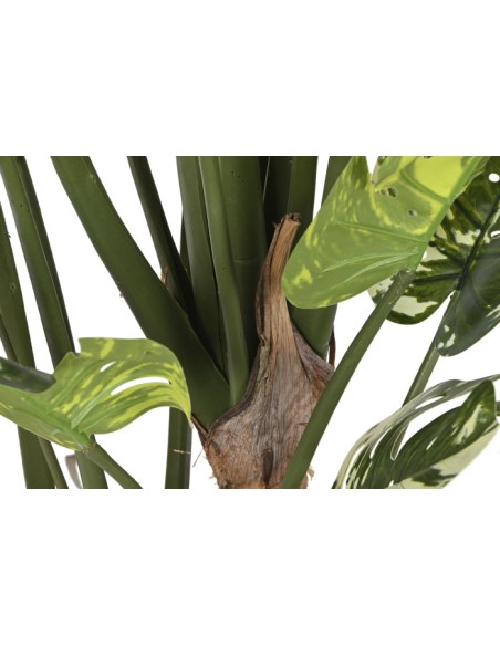 Planta monstera verde