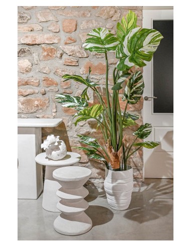 Planta monstera verde
