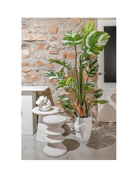 Planta monstera verde