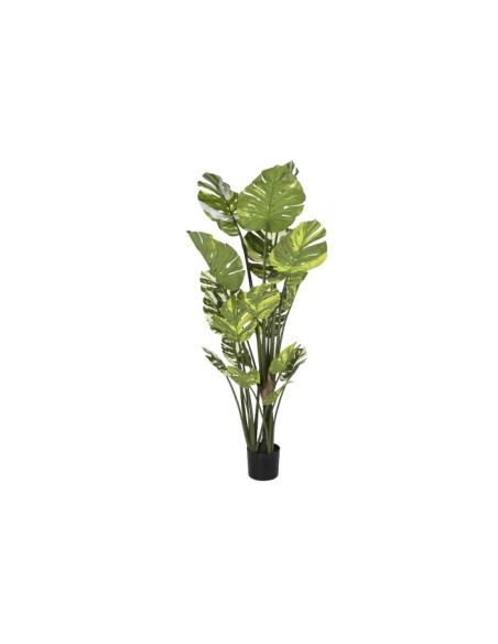 Planta monstera verde Planta monstera verde