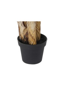 Árbol palmera platanera 2