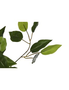 Árbol madera ficus verde 2