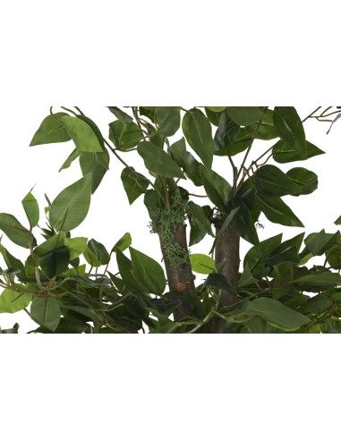 Árbol madera ficus verde