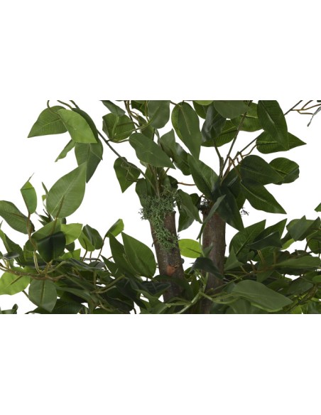 Árbol madera ficus verde
