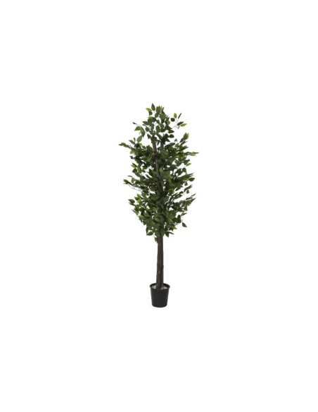 Árbol madera ficus verde Árbol madera ficus verde