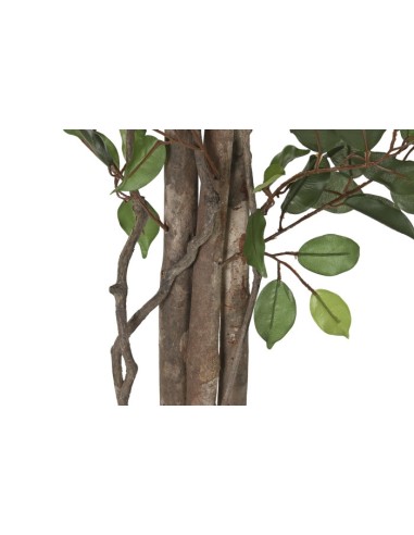 Planta ficus verde