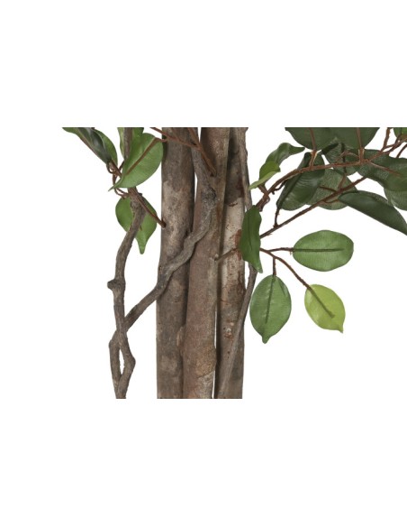 Planta ficus verde
