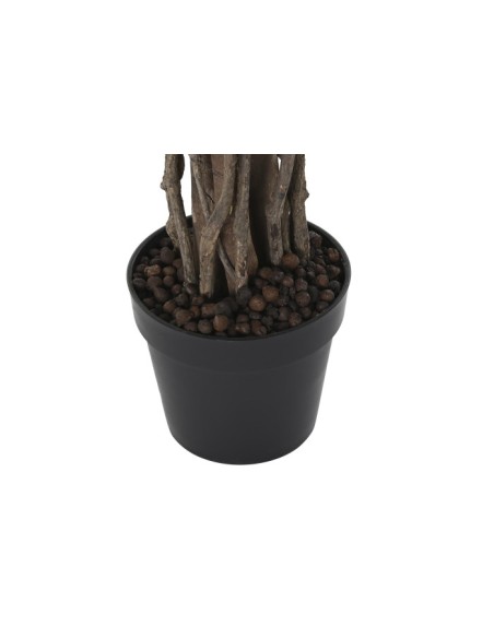 Planta ficus verde