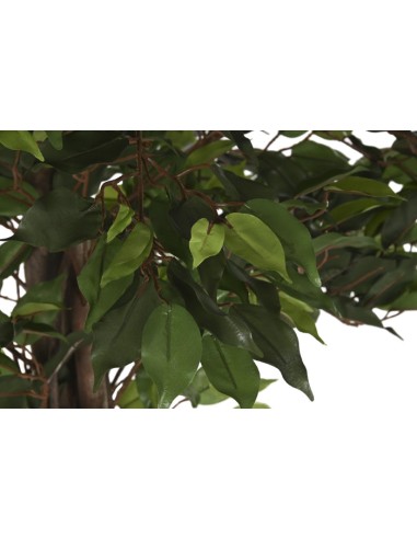 Planta ficus verde