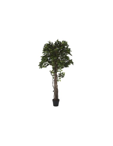 Planta ficus verde