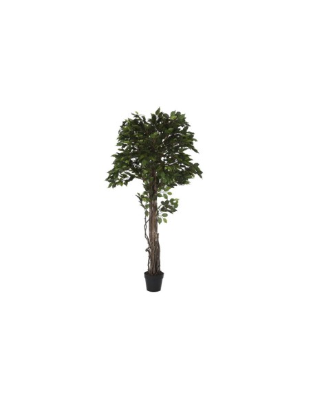 Planta ficus verde Planta ficus verde